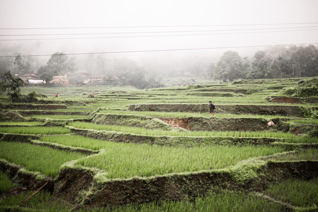 Vue sur les rizières dans la région de Pu luong au Vietnam