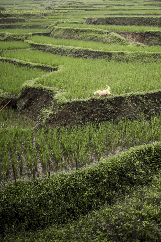 Rizières verdoyantes d'une région du Vietnam