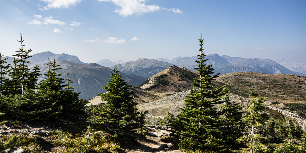 chemin de randonnée à 2300 mètre d'altitude donnant vue sur quelques abrer aux abords, le s rocheuses canadiennes et le ciel bleu