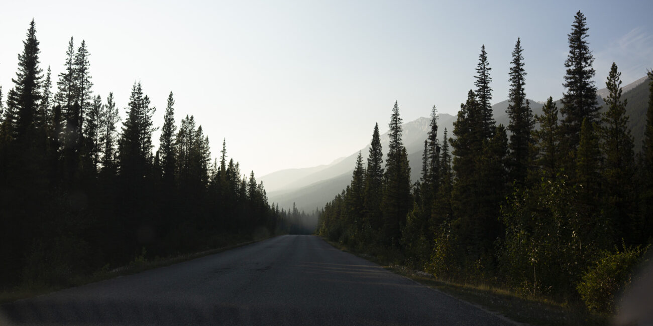 route bordée de sapins dans la région de jasper au canada