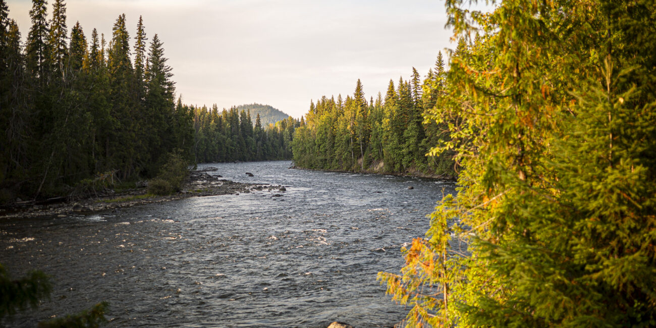 rivière entourée d'une foret en colombie britannique au Canada à la lumière dorée de soirée